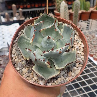 Agave isthmensis cv. Kabutoganie variegata f. megalomena