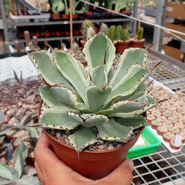 Agave potatorum cv. Kitsusyokana