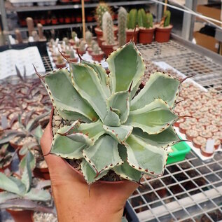 Agave potatorum cv. Kitsusyokana