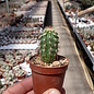 Echinocereus dasyacanthus   Kent, TEX, USA