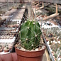 Echinocereus enneacanthus  CSD 210 Hipolito, Mexico