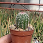 Echinocereus pectinatus   Tierra Blanca, Gto, Mex.