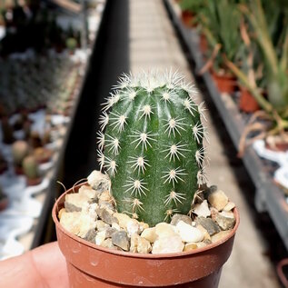 Echinocereus pectinatus v. wenigeri ctenoides