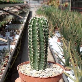 Echinocereus pamanesiorum