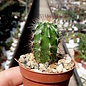 Echinocereus X roetteri   Orogrande, NM, USA