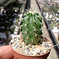 Echinocereus x lloydii  SB 731 Tunas Springs, Pecos Co., TX