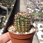 Echinocereus viridiflorus ssp. chloranthus  Dona Ana, New Mexico, USA