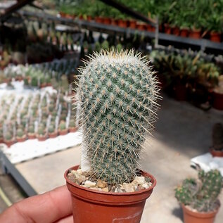 Mammillaria albilanata   Zopilote Canyon