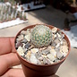 Mammillaria albilanata