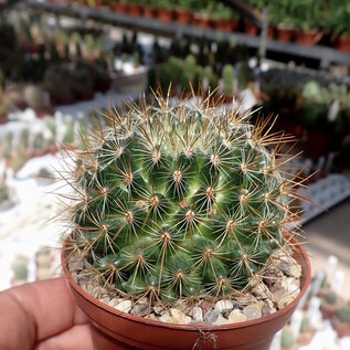 Mammillaria esperanzaensis