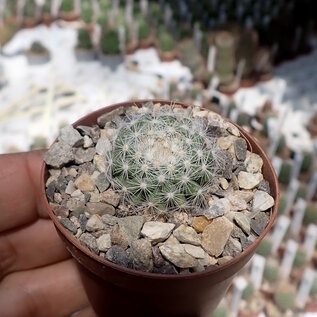 Mammillaria candida