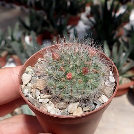 Mammillaria eschanzieri