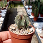 Lophocereus schottii