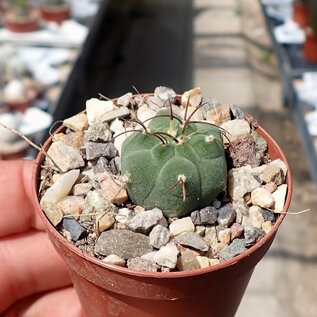 Matucana madisoniorum