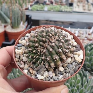 Gymnocalycium anisitsii v. cristata    cristata