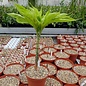 Amorphophallus bulbifer ungetopft