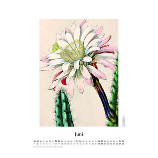 Cactus in fiore - calendario da parete 2024 - disegni di Toni Gürke