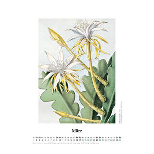 Cactus en fleurs - calendrier mural 2024 - dessins de Toni Gürke
