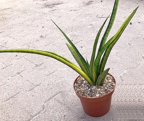 Sansevieria spec. cv. variegata - Uhlig Kakteen - Più di 5.000 specie  diverse