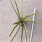 Sansevieria spec. cv. variegata