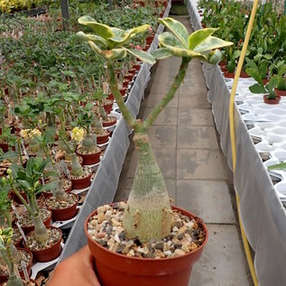 Adenium obesum Scarlet Edge variegata BB 21  gepfr.