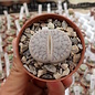 Lithops gracilidelineata