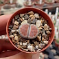 Lithops karasmontana ssp. karasmontana v. lericheana