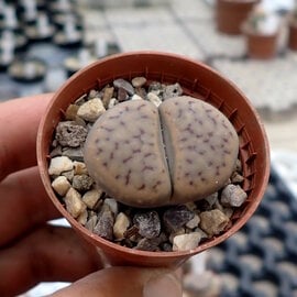 Lithops schwantesii