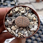 Lithops schwantesii ssp. schwantesii v. schwantesii C 145 55 km North-East of Aus, Namibia