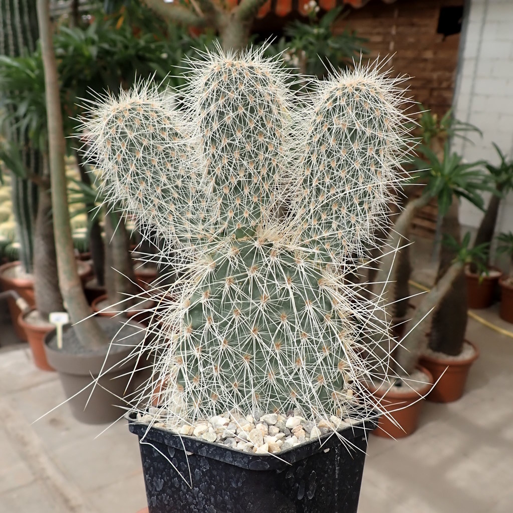 Opuntia erinacea v. ursina (dw) Uhlig Kakteen Über 5000