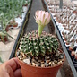 Gymnocalycium anisitsii v. cristata    cristata