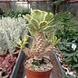 Euphorbia poissonii cv. variegata   gepfr.