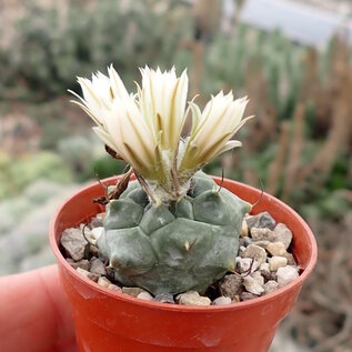 Turbinicarpus schmiedickeanus      CITES, not outside EU