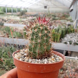 Echinocereus ferreirianus