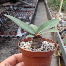 Euphorbia milii v. vulcanii  Itermo, Madagaskar