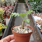 Pelargonium spec. carnosum