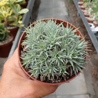 Deuterocohnia brevifolia