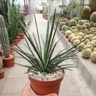 Agave geminiflora