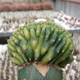 Trichocereus pachanoi cv. Variegata   gepfr. cristata