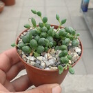 Senecio rowleyanus