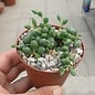 Senecio rowleyanus