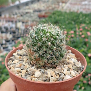 Mammillaria gracilis-Hybr. Antje