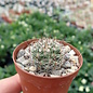 Mammillaria gracilis-Hybr. Antje