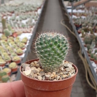 Mammillaria brauneana