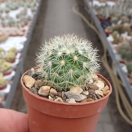 Mammillaria densispina