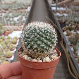 Mammillaria chinocephala   Sandia, Aramberri, Mexico