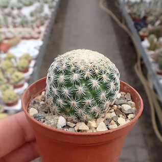 Mammillaria crucigera ssp. tlalocii