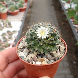 Mammillaria painteri  Rep. 1366  San Nicolas, Querétaro, 1700m, Mexico