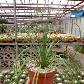 Agave striata cv. Malakaphylla