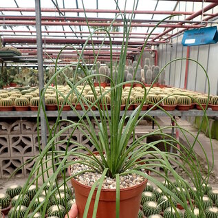 Agave striata cv. Malakaphylla